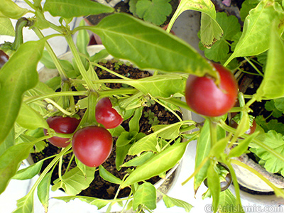 Sweet Pepper plant growed in the pot. -Other names: Cayenne Pepper, Paprika, Ornamental Pepper-. <i>(Family: Solanaceae, Species: Capsicum annuum)</i> <br>Photo Date: September 2006, Location: Turkey/Istanbul-Mother`s Flowers, By: Artislamic.com