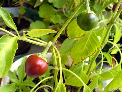 Sweet Pepper plant growed in the pot. -Other names: Cayenne Pepper, Paprika, Ornamental Pepper-. <i>(Family: Solanaceae, Species: Capsicum annuum)</i> <br>Photo Date: September 2006, Location: Turkey/Istanbul-Mother`s Flowers, By: Artislamic.com