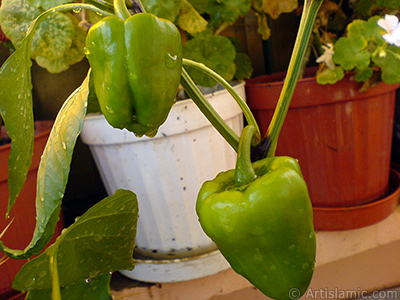 Sweet Pepper plant growed in the pot. -Other names: Cayenne Pepper, Paprika, Ornamental Pepper-. <i>(Family: Solanaceae, Species: Capsicum annuum)</i> <br>Photo Date: September 2008, Location: Turkey/Istanbul-Mother`s Flowers, By: Artislamic.com