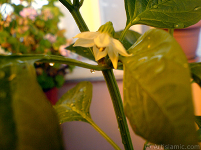 Sweet Pepper plant growed in the pot. -Other names: Cayenne Pepper, Paprika, Ornamental Pepper-. <i>(Family: Solanaceae, Species: Capsicum annuum)</i> <br>Photo Date: September 2008, Location: Turkey/Istanbul-Mother`s Flowers, By: Artislamic.com