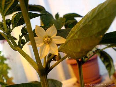 Sweet Pepper plant growed in the pot. -Other names: Cayenne Pepper, Paprika, Ornamental Pepper-. <i>(Family: Solanaceae, Species: Capsicum annuum)</i> <br>Photo Date: September 2008, Location: Turkey/Istanbul-Mother`s Flowers, By: Artislamic.com