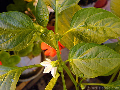 Sweet Pepper plant growed in the pot. -Other names: Cayenne Pepper, Paprika, Ornamental Pepper-. <i>(Family: Solanaceae, Species: Capsicum annuum)</i> <br>Photo Date: September 2008, Location: Turkey/Istanbul-Mother`s Flowers, By: Artislamic.com