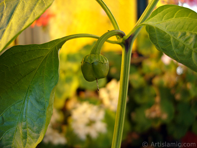 Sweet Pepper plant growed in the pot. -Other names: Cayenne Pepper, Paprika, Ornamental Pepper-. <i>(Family: Solanaceae, Species: Capsicum annuum)</i> <br>Photo Date: October 2008, Location: Turkey/Istanbul-Mother`s Flowers, By: Artislamic.com