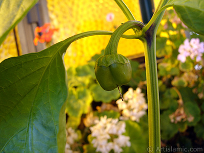 Sweet Pepper plant growed in the pot. -Other names: Cayenne Pepper, Paprika, Ornamental Pepper-. <i>(Family: Solanaceae, Species: Capsicum annuum)</i> <br>Photo Date: October 2008, Location: Turkey/Istanbul-Mother`s Flowers, By: Artislamic.com