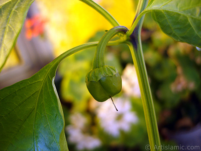 Saksda yetitirilen ss biber resmi. <i>(Ailesi: Solanaceae, Tr: Capsicum annuum)</i> <br>ekim Tarihi: Ekim 2008, Yer: stanbul-Annemin iekleri, Fotoraf: islamiSanat.net