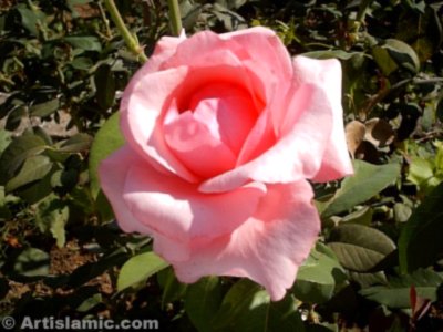 A pink rose picture. (� Artislamic.com. All rights reserved.)