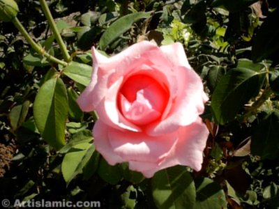 Pembe g�l resmi. (� Artislamic.com. Her hakk� sakl�d�r, izinsiz kullan�lamaz.)
