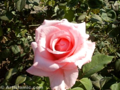 Pembe g�l resmi. (� Artislamic.com. Her hakk� sakl�d�r, izinsiz kullan�lamaz.)