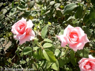 Pembe g�l resmi. (� Artislamic.com. Her hakk� sakl�d�r, izinsiz kullan�lamaz.)
