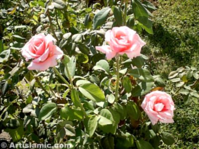 A pink rose picture. (� Artislamic.com. All rights reserved.)