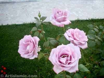 Pembe g�l resmi. (� Artislamic.com. Her hakk� sakl�d�r, izinsiz kullan�lamaz.)