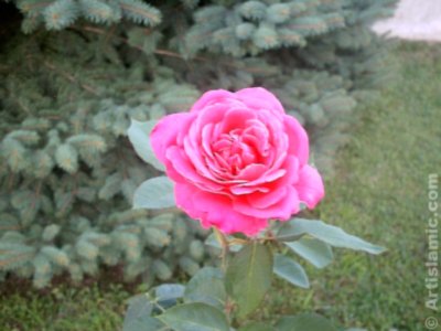 Pembe g�l resmi. (� Artislamic.com. Her hakk� sakl�d�r, izinsiz kullan�lamaz.)