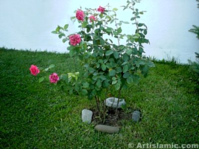 A pink rose picture. (� Artislamic.com. All rights reserved.)