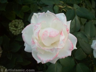 A white rose picture. (� Artislamic.com. All rights reserved.)