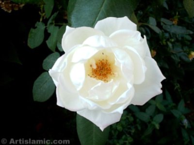 Beyaz g�l resmi. (� Artislamic.com. Her hakk� sakl�d�r, izinsiz kullan�lamaz.)