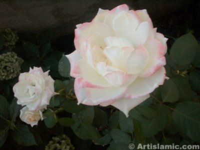 Beyaz g�l resmi. (� Artislamic.com. Her hakk� sakl�d�r, izinsiz kullan�lamaz.)