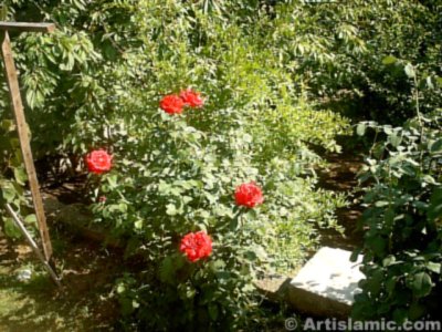 A red rose picture. (� Artislamic.com. All rights reserved.)