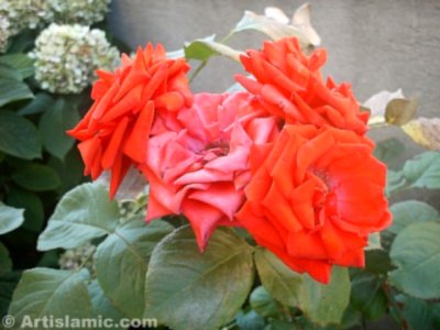 A red rose picture. (� Artislamic.com. All rights reserved.)