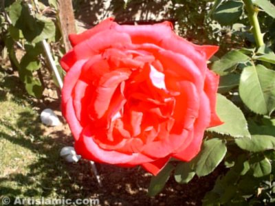 K�rm�z� g�l resmi. (� Artislamic.com. Her hakk� sakl�d�r, izinsiz kullan�lamaz.)