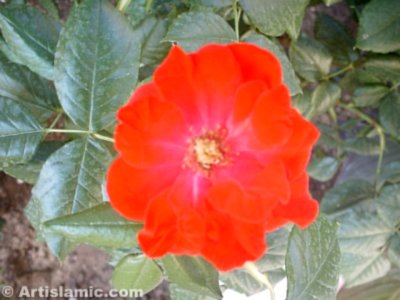 A red rose picture. (� Artislamic.com. All rights reserved.)
