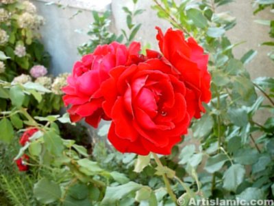 A red rose picture. (� Artislamic.com. All rights reserved.)
