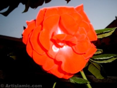 A red rose picture. (� Artislamic.com. All rights reserved.)