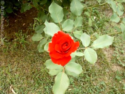 A red rose picture. (� Artislamic.com. All rights reserved.)