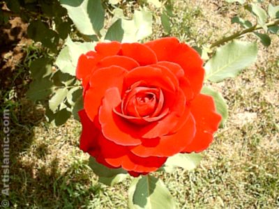 A red rose picture. (� Artislamic.com. All rights reserved.)