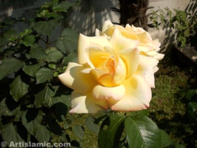 Sar� g�l resmi. (� Artislamic.com. Her hakk� sakl�d�r, izinsiz kullan�lamaz.)