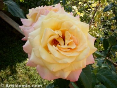 A yellow rose picture. (� Artislamic.com. All rights reserved.)