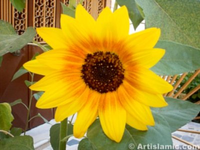 A sunflower picture. (� Artislamic.com. All rights reserved.)