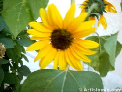 A sunflower picture. (� Artislamic.com. All rights reserved.)