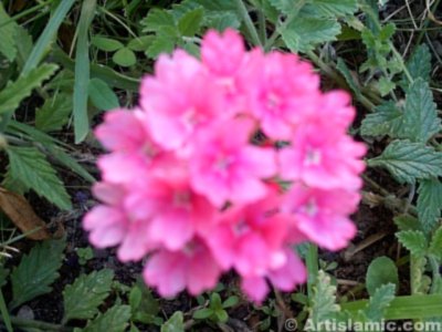 A flower picture. (� Artislamic.com. All rights reserved.)