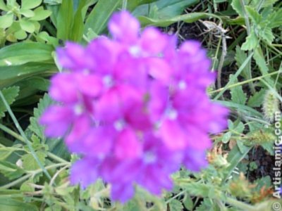 A flower picture. (� Artislamic.com. All rights reserved.)