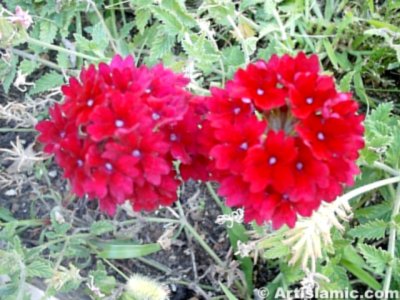 A flower picture. (� Artislamic.com. All rights reserved.)