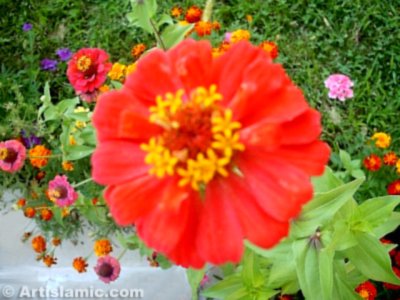 A flower picture. (� Artislamic.com. All rights reserved.)