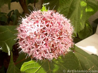A flower picture. (� Artislamic.com. All rights reserved.)