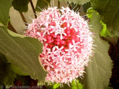 A flower picture. (� Artislamic.com. All rights reserved.)