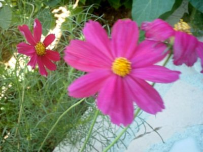 A flower picture. (� Artislamic.com. All rights reserved.)