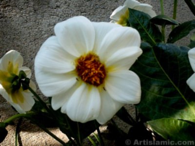 A flower picture. (� Artislamic.com. All rights reserved.)