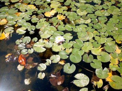 A water lily in a pool. (� Artislamic.com. All rights reserved.)
