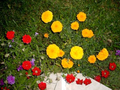 Some wildflowers. (� Artislamic.com. All rights reserved.)