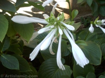 A flower picture. (� Artislamic.com. All rights reserved.)