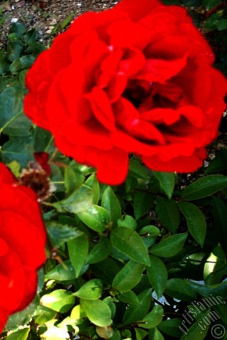 A mobile wallpaper and MMS picture for Apple iPhone 7s, 6s, 5s, 4s, Plus, iPods, iPads, New iPads, Samsung Galaxy S Series and Notes, Sony Ericsson Xperia, LG Mobile Phones, Tablets and Devices: Red rose photo.
