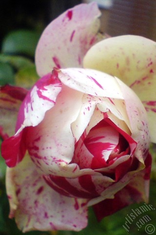 A mobile wallpaper and MMS picture for Apple iPhone 7s, 6s, 5s, 4s, Plus, iPods, iPads, New iPads, Samsung Galaxy S Series and Notes, Sony Ericsson Xperia, LG Mobile Phones, Tablets and Devices: Variegated (mottled) rose photo.
