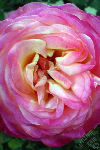 A mobile wallpaper and MMS picture for Apple iPhone 7s, 6s, 5s, 4s, Plus, iPods, iPads, New iPads, Samsung Galaxy S Series and Notes, Sony Ericsson Xperia, LG Mobile Phones, Tablets and Devices: Variegated (mottled) rose photo.
