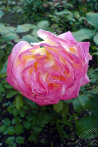 A mobile wallpaper and MMS picture for Apple iPhone 7s, 6s, 5s, 4s, Plus, iPods, iPads, New iPads, Samsung Galaxy S Series and Notes, Sony Ericsson Xperia, LG Mobile Phones, Tablets and Devices: Variegated (mottled) rose photo.
