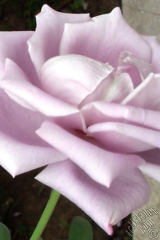 A mobile wallpaper and MMS picture for Apple iPhone 7s, 6s, 5s, 4s, Plus, iPods, iPads, New iPads, Samsung Galaxy S Series and Notes, Sony Ericsson Xperia, LG Mobile Phones, Tablets and Devices: Lilac-color (lavender) rose photo.
