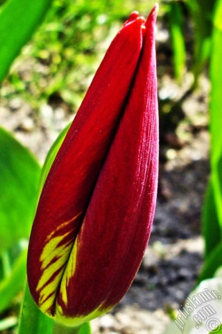 A mobile wallpaper and MMS picture for Apple iPhone 7s, 6s, 5s, 4s, Plus, iPods, iPads, New iPads, Samsung Galaxy S Series and Notes, Sony Ericsson Xperia, LG Mobile Phones, Tablets and Devices: Red-yellow color Turkish-Ottoman Tulip photo.
