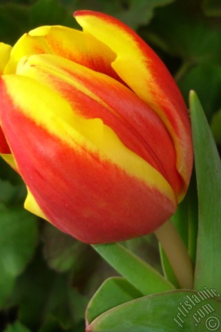 A mobile wallpaper and MMS picture for Apple iPhone 7s, 6s, 5s, 4s, Plus, iPods, iPads, New iPads, Samsung Galaxy S Series and Notes, Sony Ericsson Xperia, LG Mobile Phones, Tablets and Devices: Red-yellow color Turkish-Ottoman Tulip photo.
